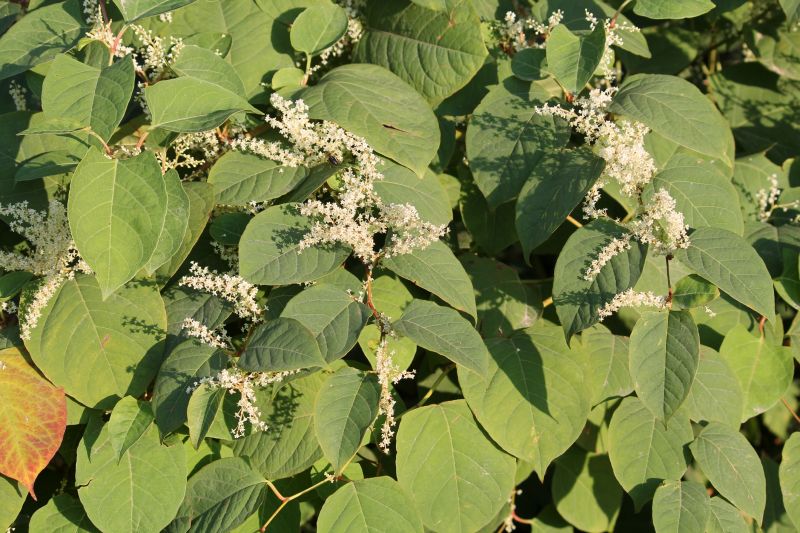 Japanese Knotweed Control Service