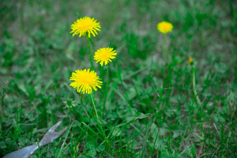 Crabgrass Removal in Aiken, SC