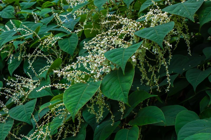 Japanese Knotweed Control