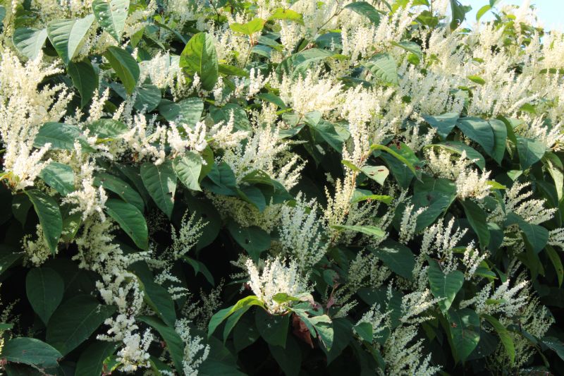 Japanese Knotweed Control