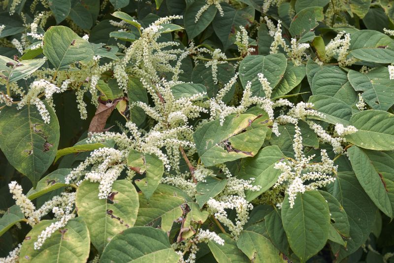 Japanese Knotweed Control