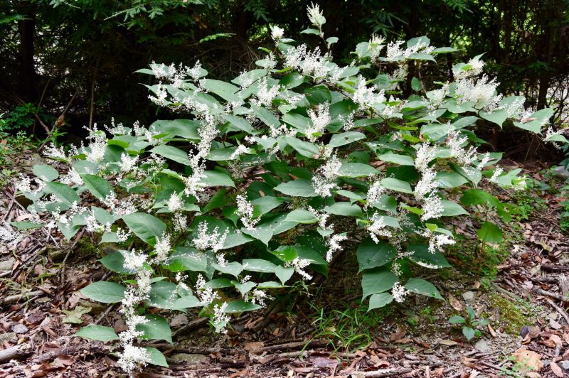 Japanese Knotweed Control