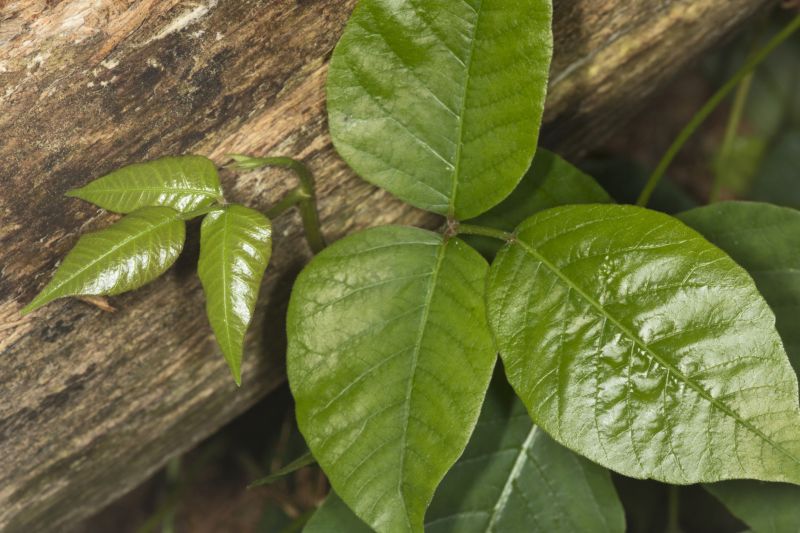 Poison Ivy Removal in Bucks County, PA